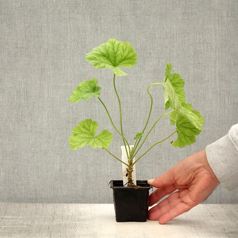 Amostra de Pelargonium album Vaso de 8/9 cm tal como entregue no verão