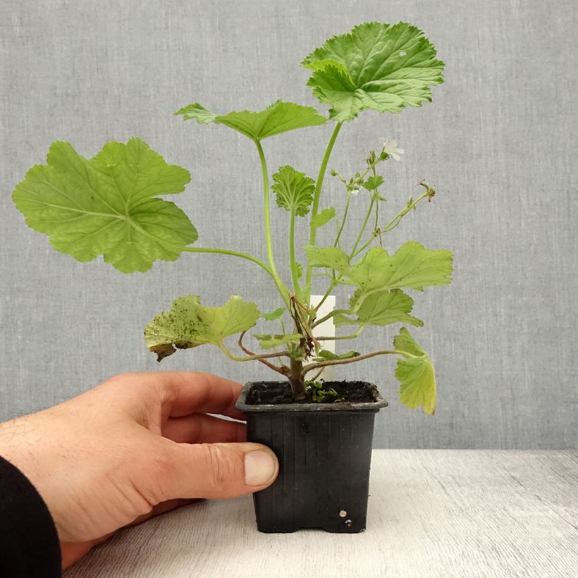 Amostra de Pelargonium album - Géranium botanique parfumé Godet de 8/9 cm tal como entregue na primavera