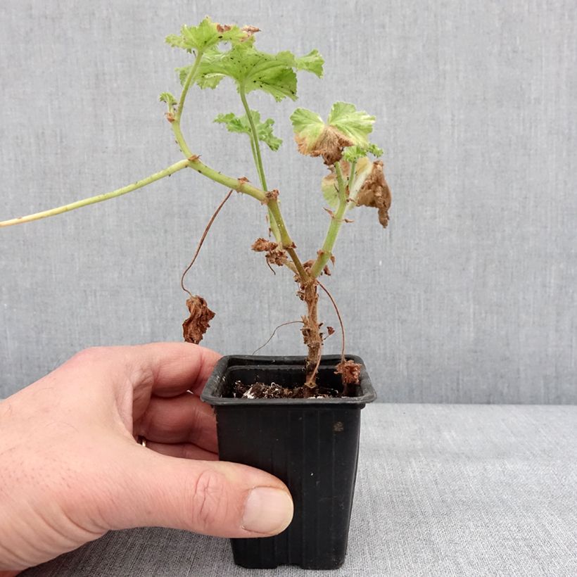 Amostra de Gerânio perfumado Atomic Snowflake Vaso de 7/8 cm tal como entregue no inverno