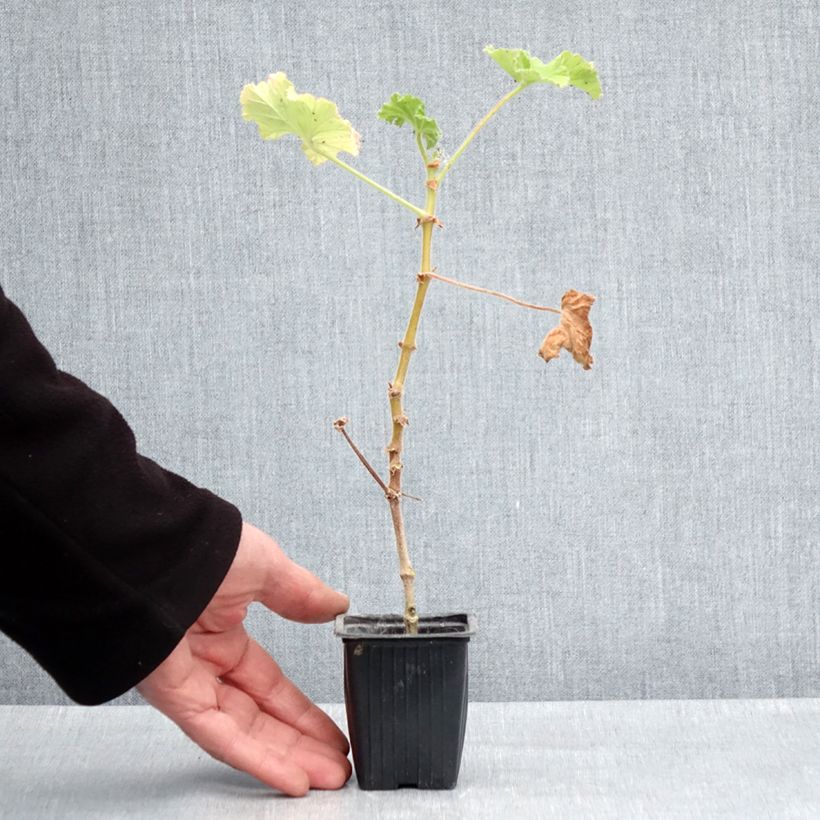 Amostra de Gerânio perfumado Atomic Snowflake Vaso de 7/8 cm tal como entregue na primavera