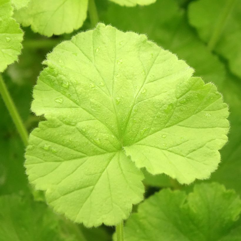 Gerânio perfumado Atomic Snowflake (Folhagem)