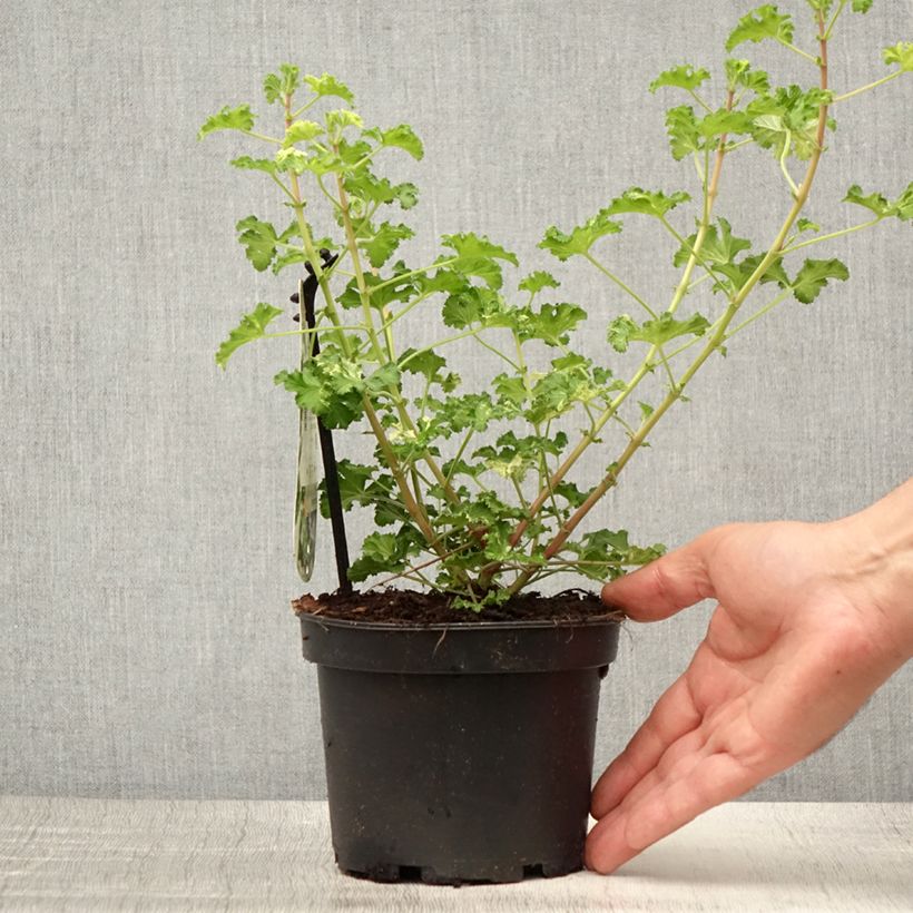 Amostra de Pelargonium crispum Peach Cream Vaso de 1,5 L/2 L tal como entregue no verão