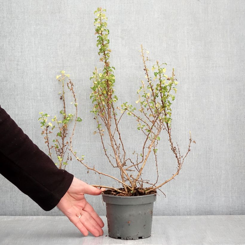 Amostra de Pelargonium crispum Peach Cream Vaso de 1,5 L/2 L tal como entregue no inverno