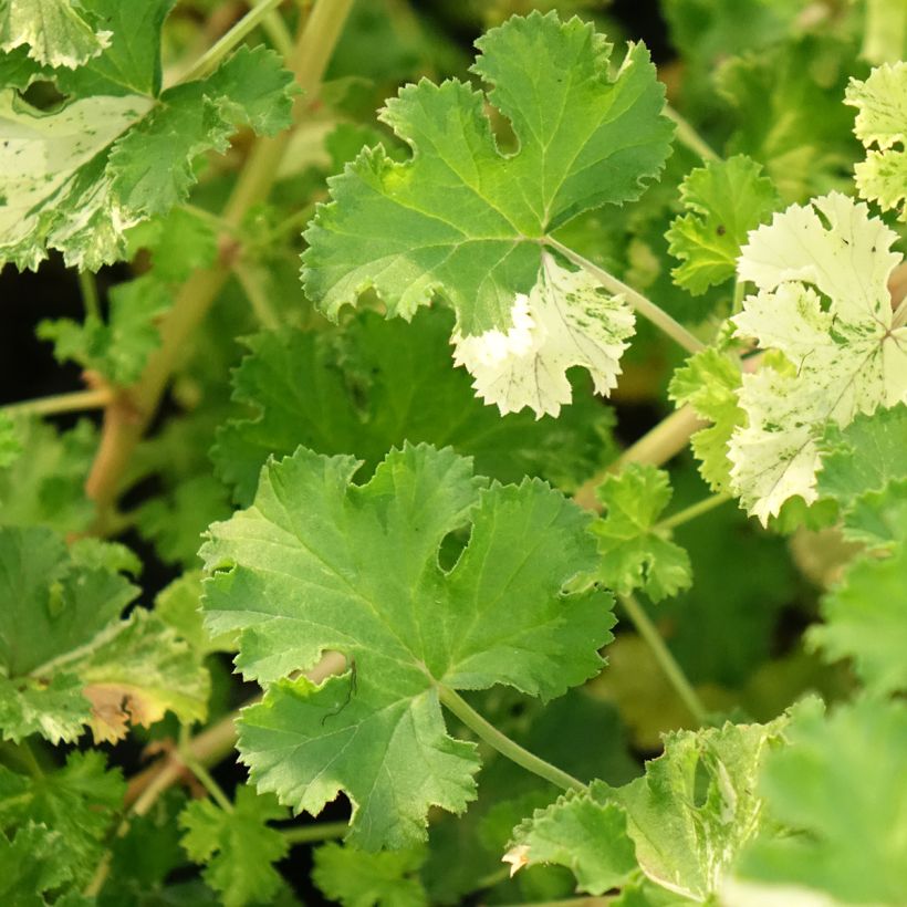 Pelargonium crispum Peach Cream (Folhagem)