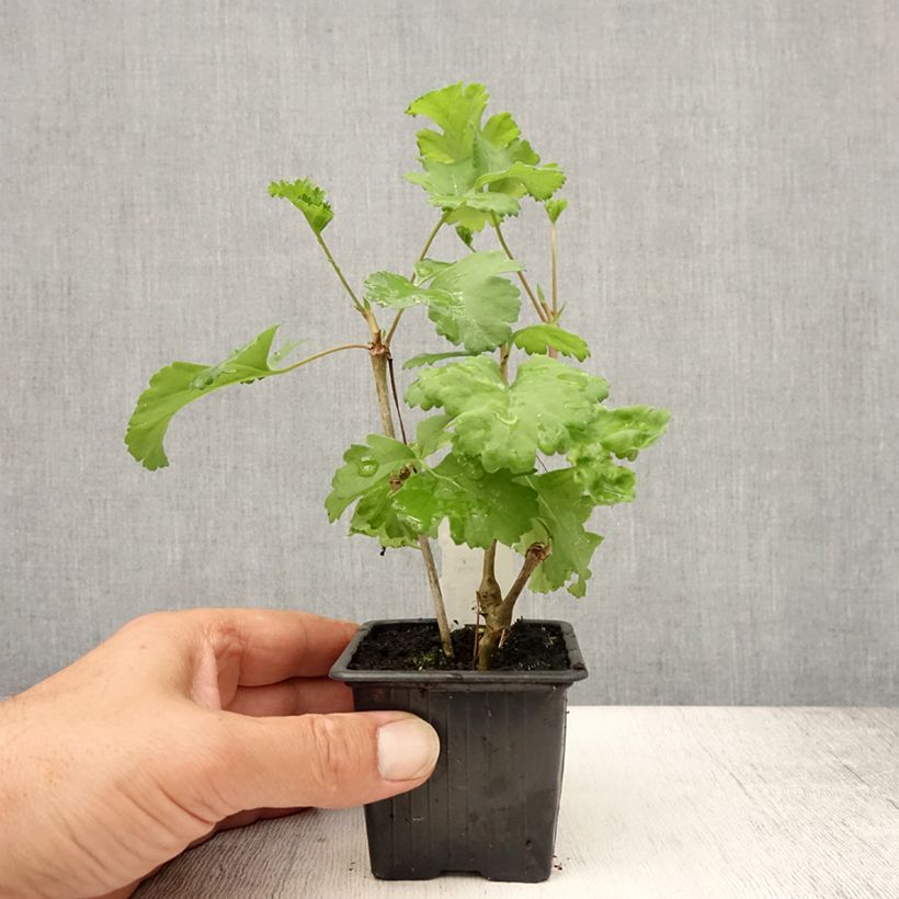 Amostra de Pelargonium fantasy Gibbosum Vaso de 7/8 cm tal como entregue no verão