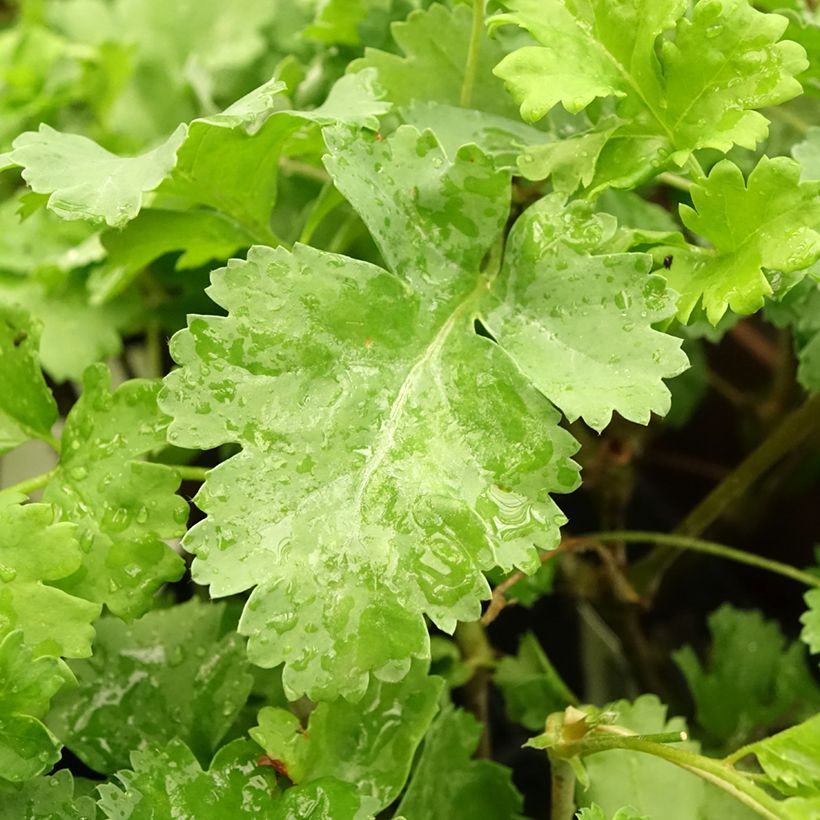 Pelargonium fantasy Gibbosum (Folhagem)