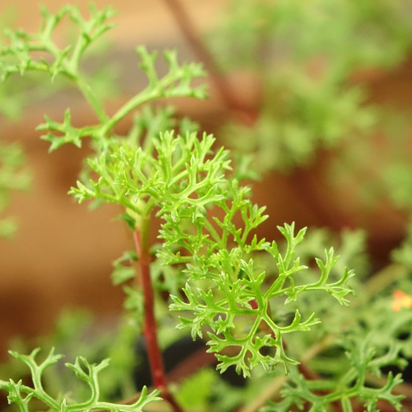 Pelargonium fruticosum (Folhagem)