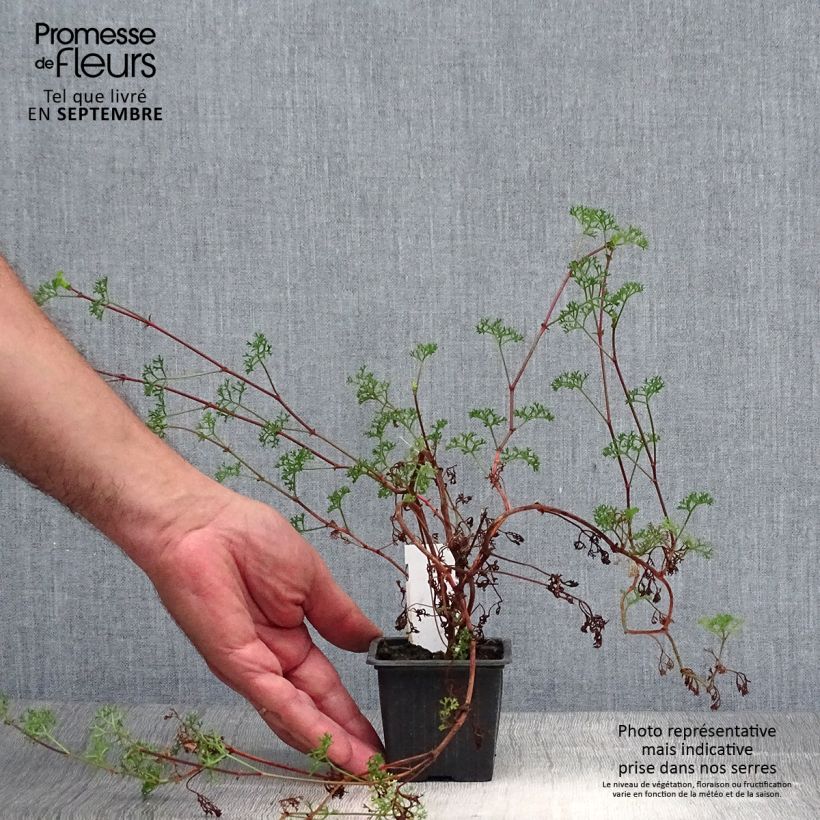 Amostra de Pelargonium fruticosum Vaso de 8/9 cm tal como entregue no outono