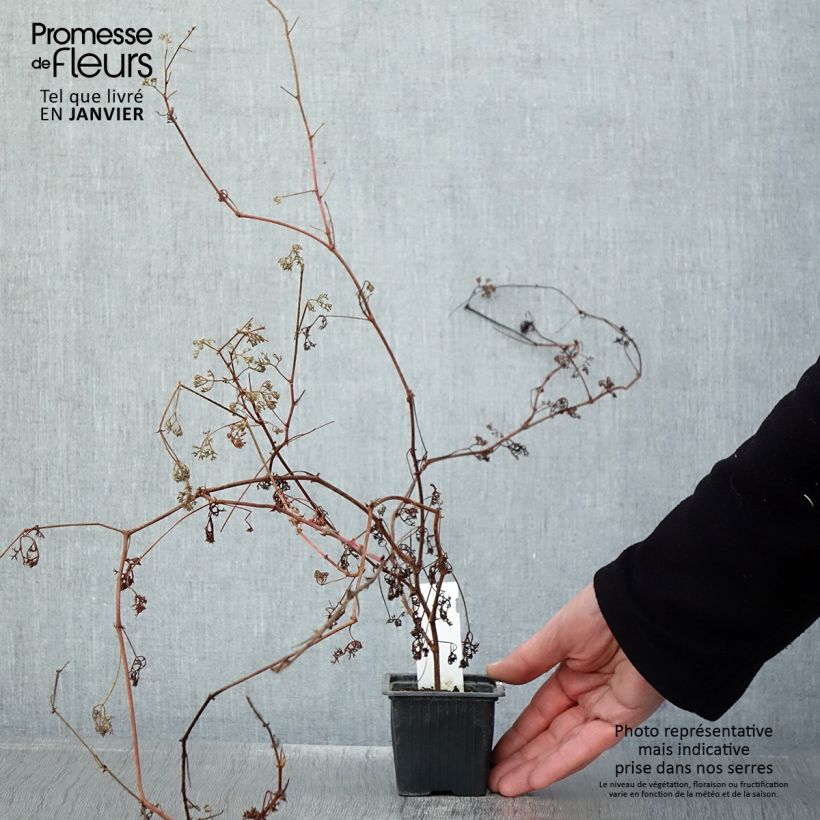 Amostra de Pelargonium fruticosum Vaso de 8/9 cm tal como entregue no inverno