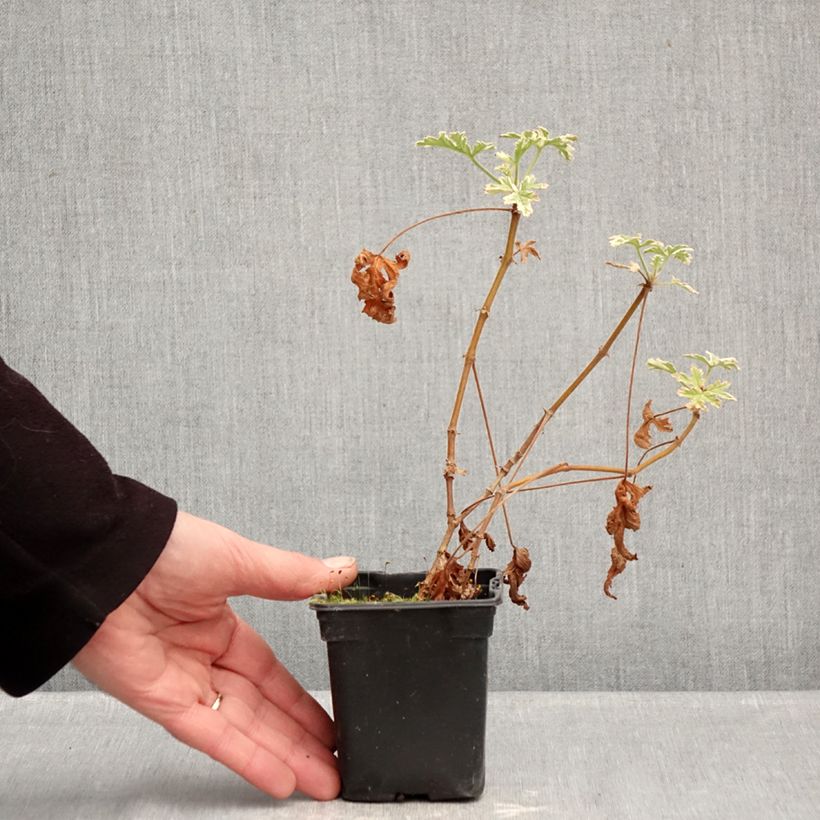 Amostra de Gerânio perfumado Grey Lady Plymouth Vaso de 7/8 cm tal como entregue no inverno