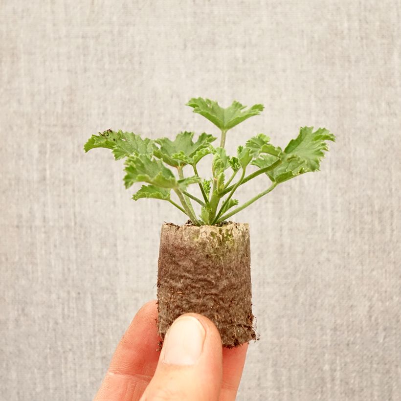 Amostra de Sardinheira Mosquitaway Louise em minimottes Mini-torrão Ø 3/4 cm tal como entregue na primavera