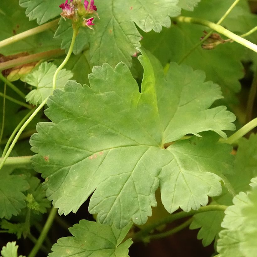 Pelargonium grossularioides (Folhagem)
