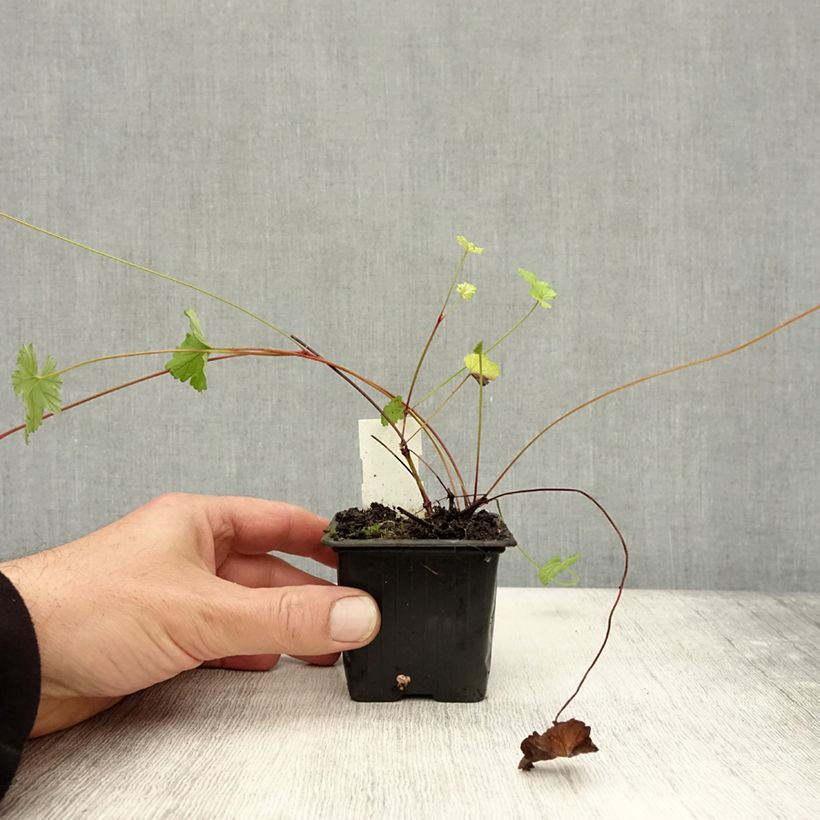 Amostra de Pelargonium grossularioides Vaso de 8/9 cm tal como entregue no outono
