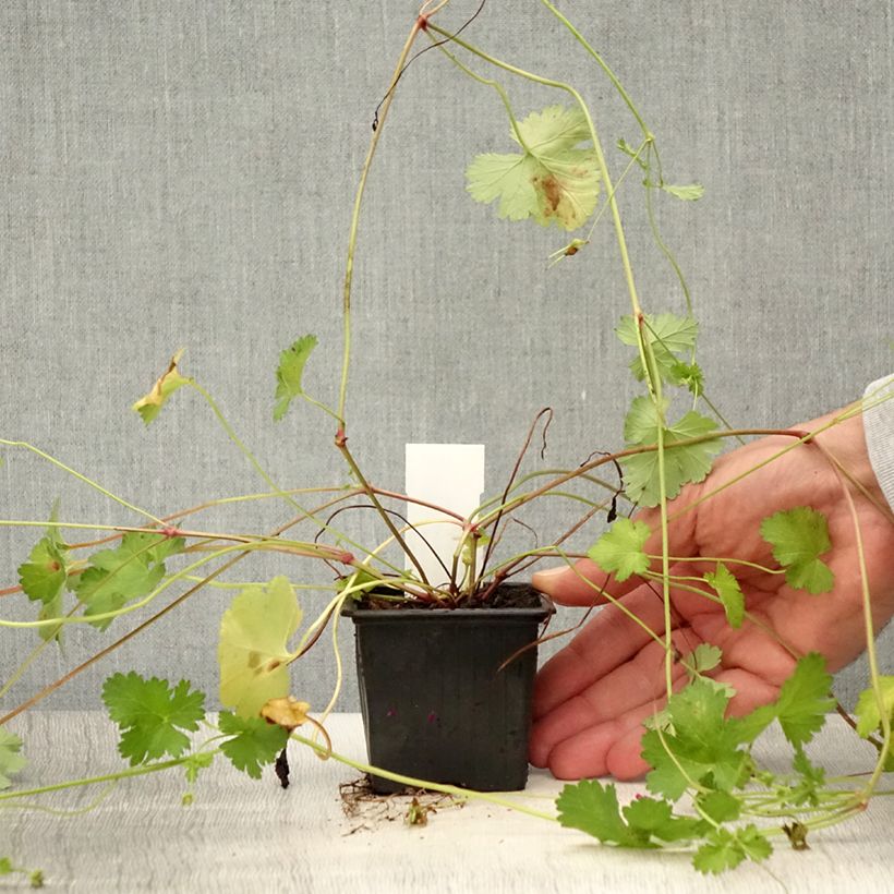 Amostra de Pelargonium grossularioides Vaso de 8/9 cm tal como entregue no verão