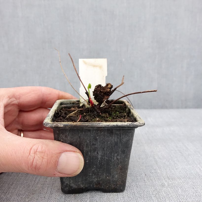 Amostra de Pelargonium grossularioides - Pélargonium botanique Godet de 8/9 cm tal como entregue no inverno