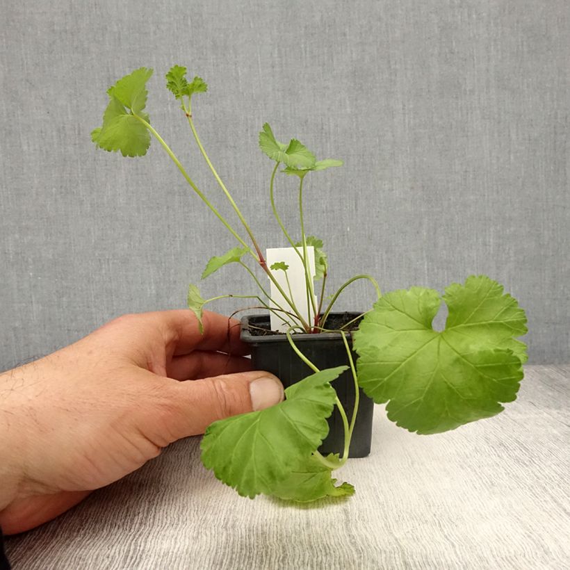 Amostra de Pelargonium grossularioides Vaso de 8/9 cm tal como entregue na primavera