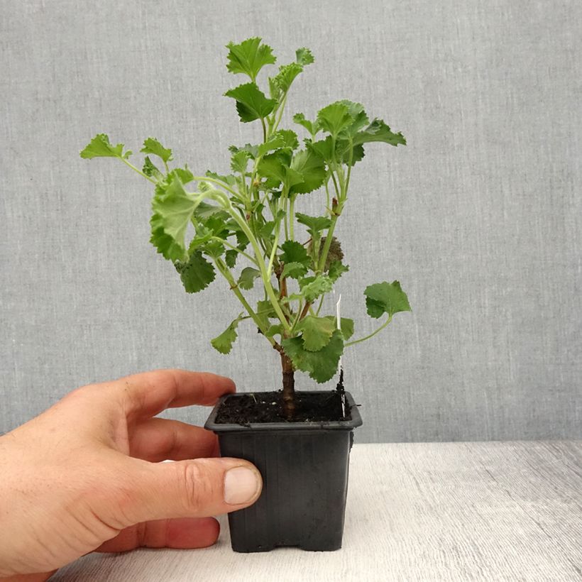 Amostra de Pelargonium odorant Cola Bottles - Géranium parfum Coca Cola Vaso de 8/9 cm tal como entregue na primavera