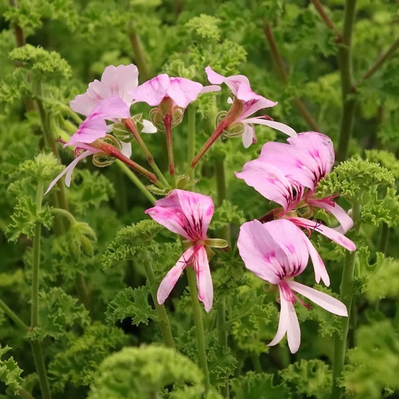 Pelargonium scented crispum Minor (Floração)