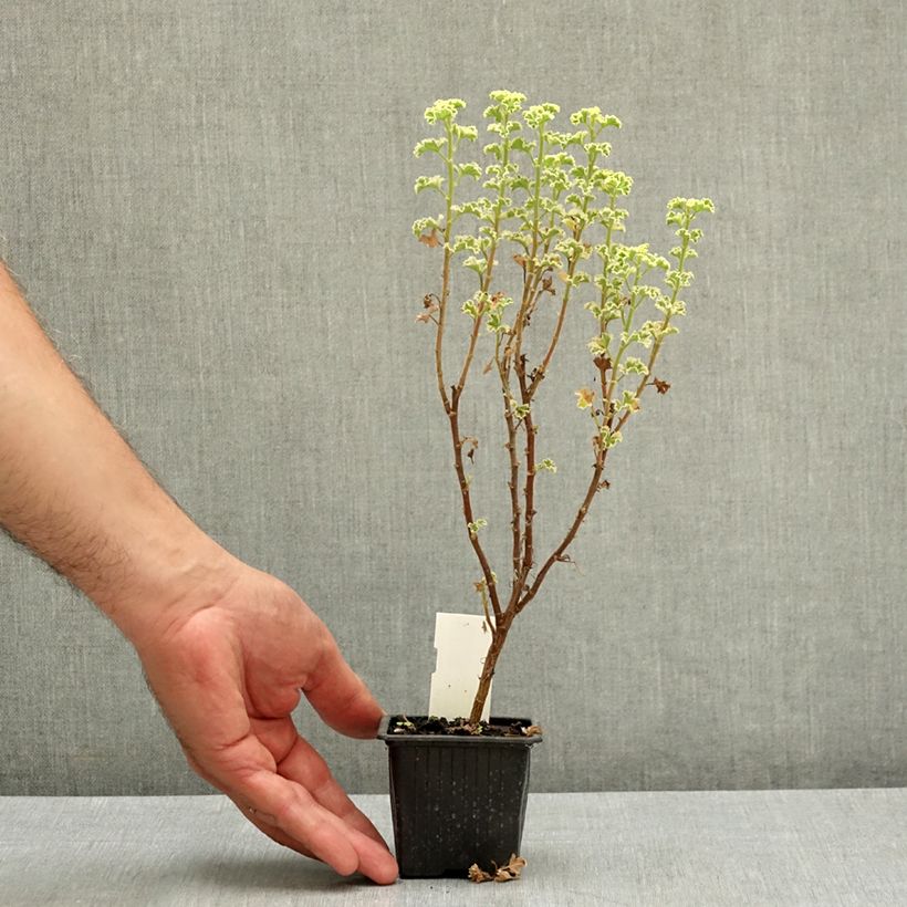 Amostra de Pelargonium crispum Variegatum Vaso de 7/8 cm tal como entregue no verão