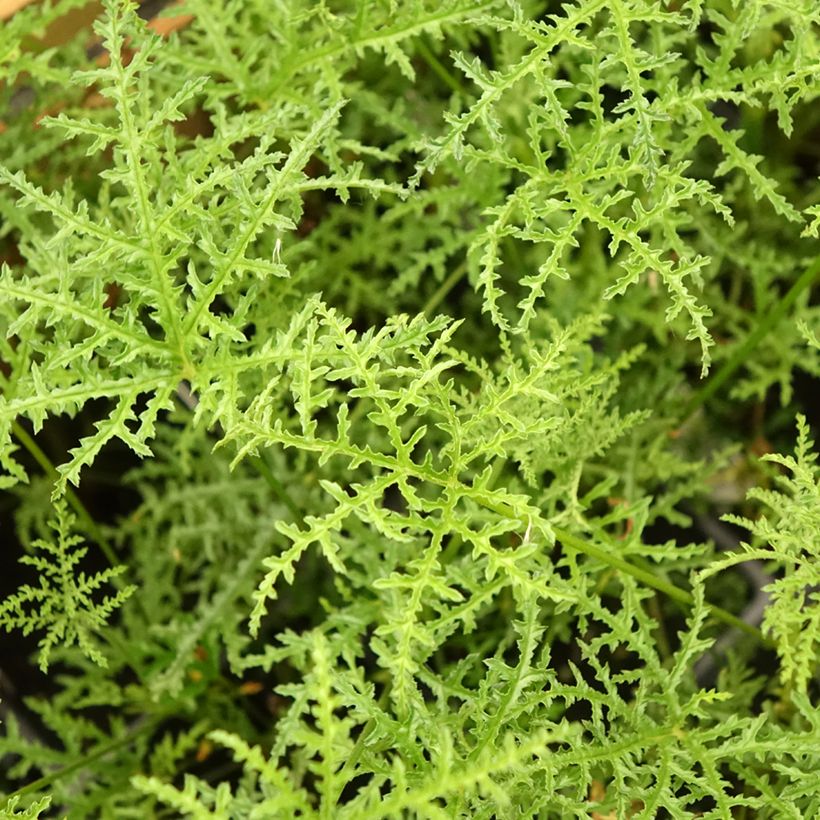 Pelargonium denticulatum Filicifolium (Folhagem)