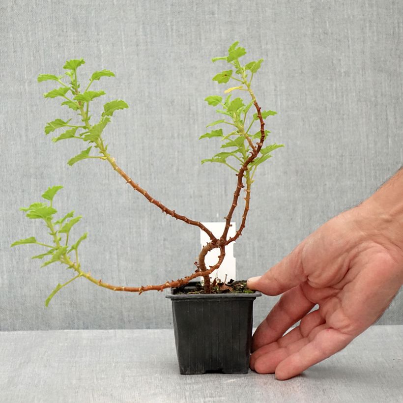 Amostra de Pelargonium greytonense Vaso de 8/9 cm tal como entregue no verão