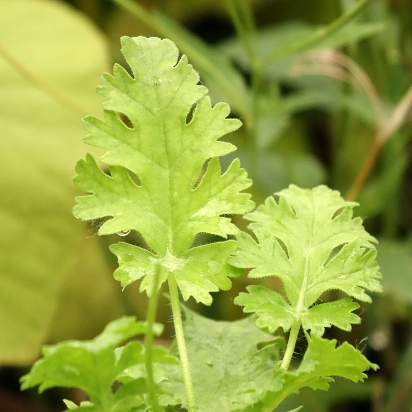 Pelargonium ionidiflorum (Folhagem)