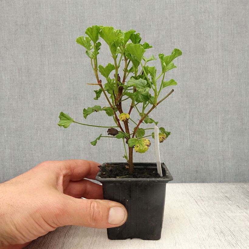 Amostra de Pelargonium odorant Kettlebaston - Géranium parfum citron Vaso de 8/9 cm tal como entregue na primavera