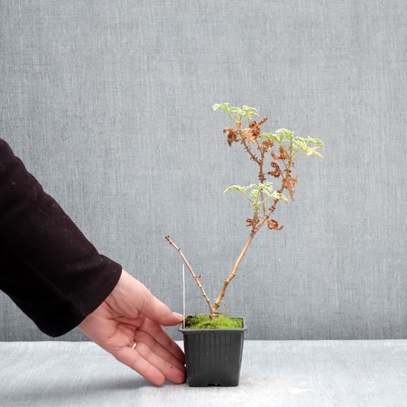 Amostra de Gerânio perfumado Lady Plymouth Vaso de 8/9 cm tal como entregue no inverno