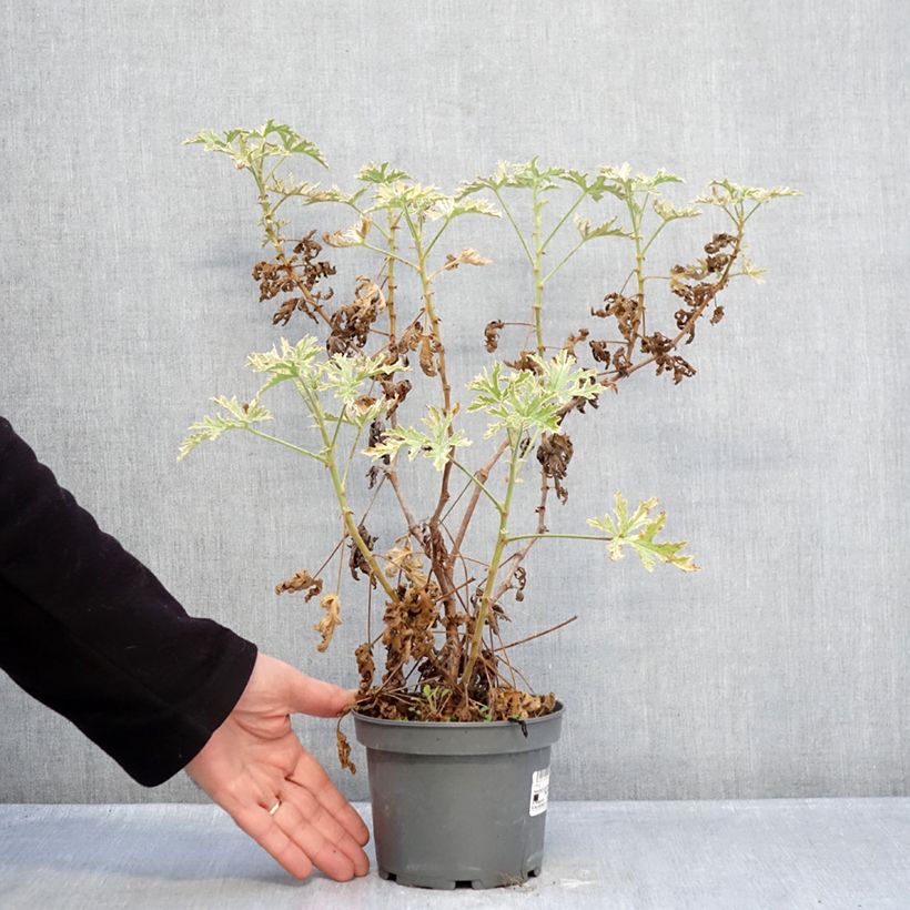 Amostra de Gerânio perfumado Lady Plymouth Vaso de 1,5 L/2 L tal como entregue no inverno