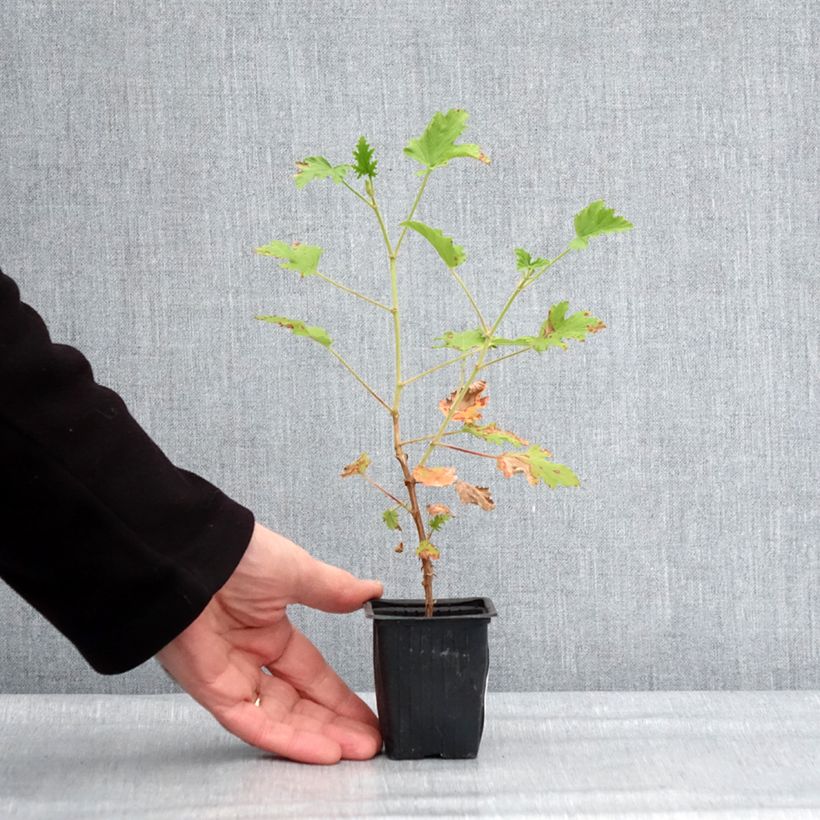 Amostra de Gerânio perfumado Lemon Fancy Vaso de 7/8 cm tal como entregue no inverno