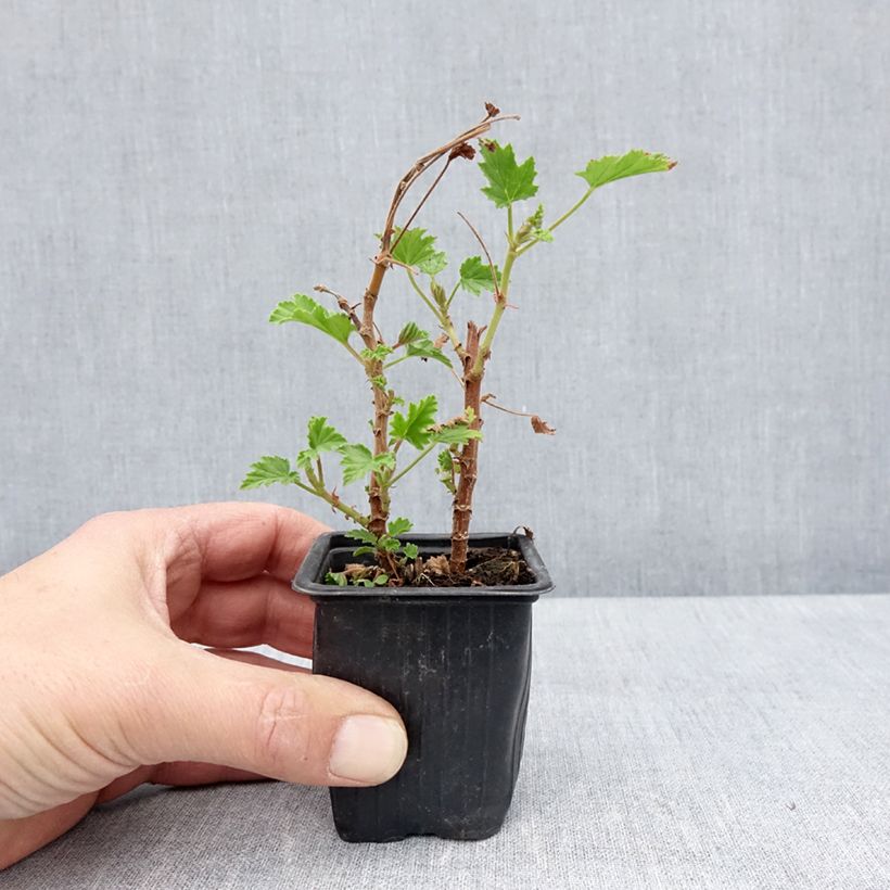 Amostra de Gerânio perfumado Lemon Fancy Vaso de 7/8 cm tal como entregue na primavera