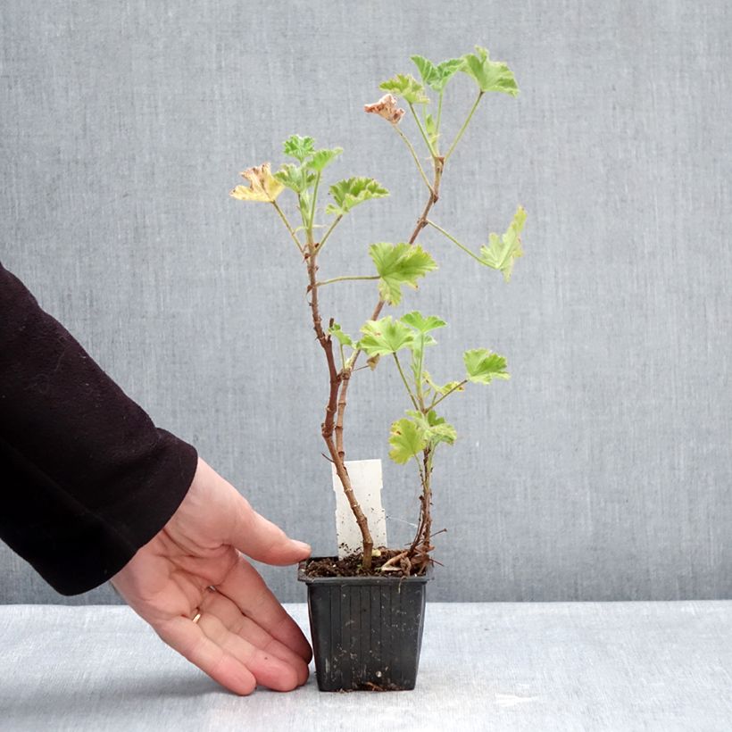 Amostra de Gerânio perfumado Pink Capricorn Vaso de 8/9 cm tal como entregue no inverno