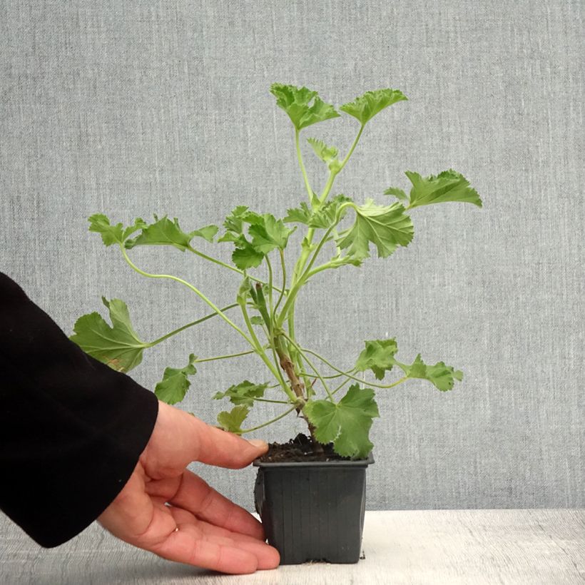 Amostra de Gerânio perfumado Pink Capricorn Vaso de 8/9 cm tal como entregue na primavera