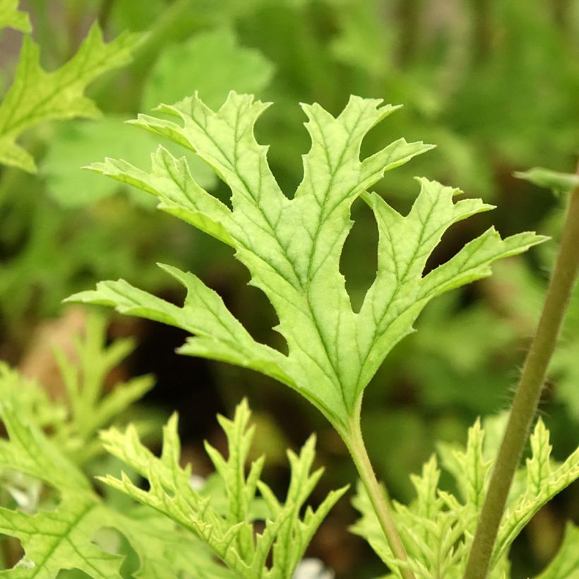 Pelargonium pseudoglutinosum (Folhagem)