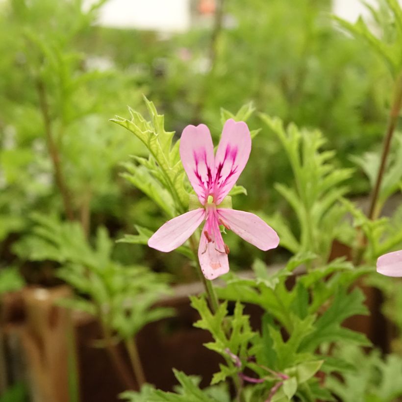 Pelargonium pseudoglutinosum (Floração)