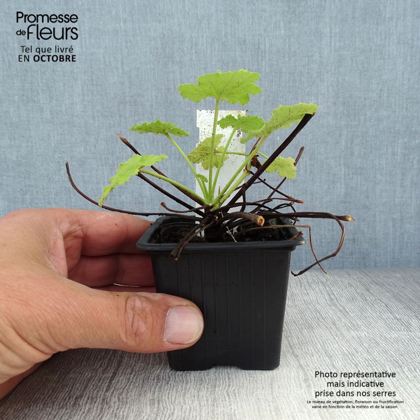 Amostra de Pelargonium pseudoglutinosum Vaso de 8/9 cm tal como entregue no outono