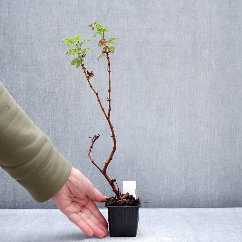 Amostra de Pelargonium quercifolium Royal Oak Vaso de 8/9 cm tal como entregue no inverno