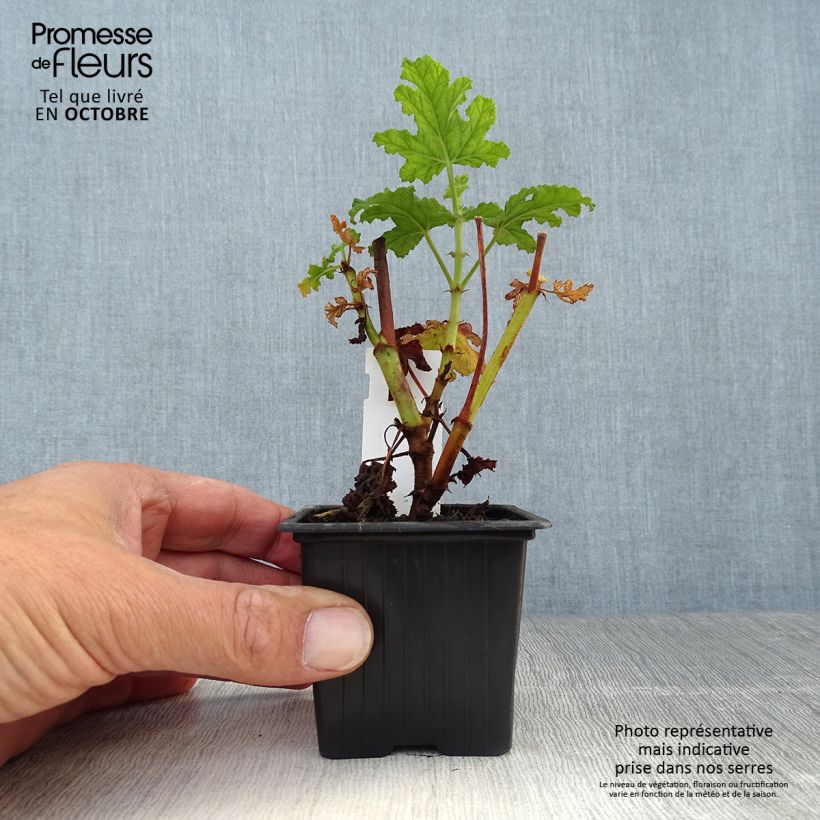 Amostra de Pelargonium quercifolium Royal Oak Vaso de 8/9 cm tal como entregue no outono