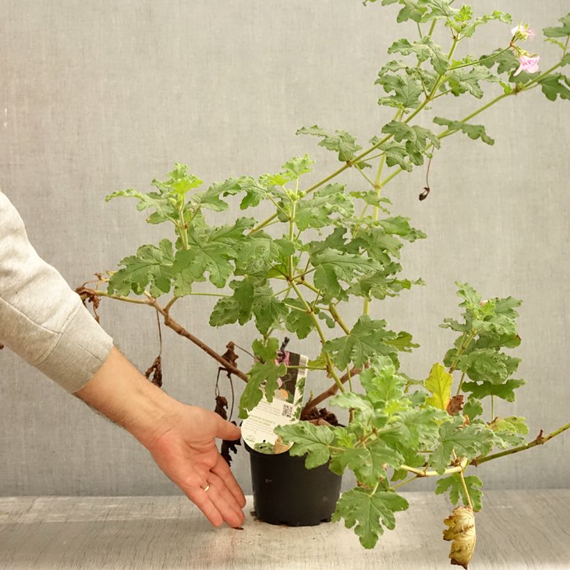 Amostra de Pelargonium quercifolium Royal Oak Vaso de 1,5 L/2 L tal como entregue no outono