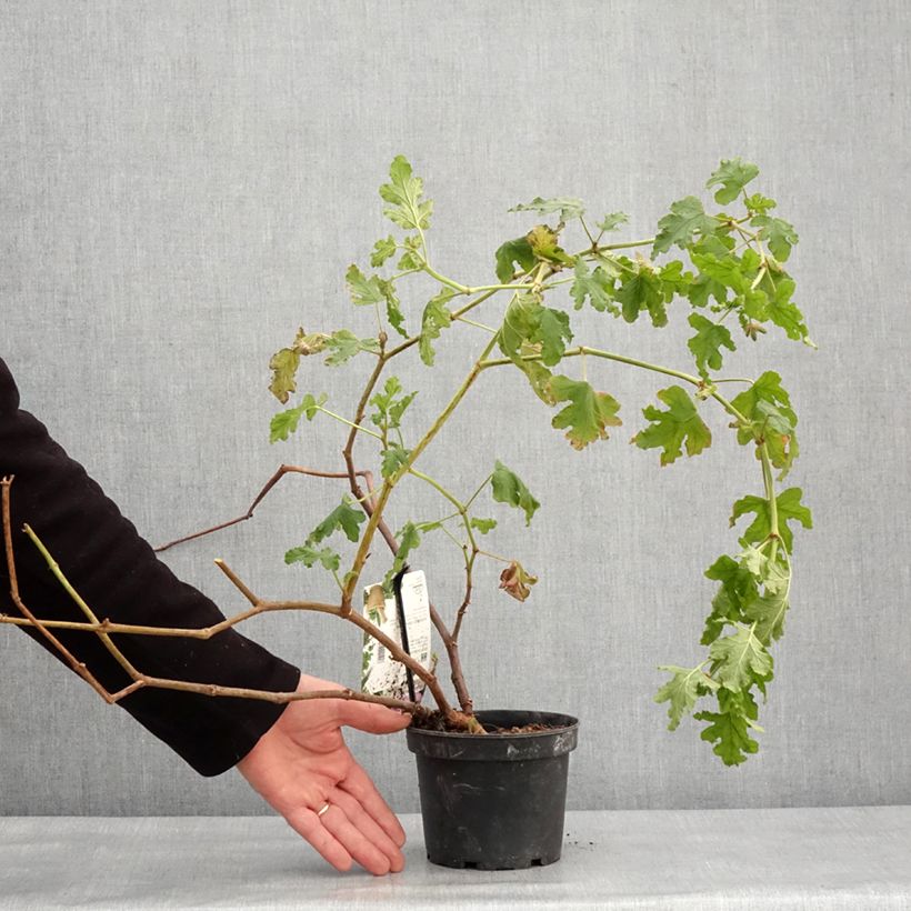 Amostra de Pelargonium quercifolium Royal Oak Vaso de 1,5 L/2 L tal como entregue no inverno