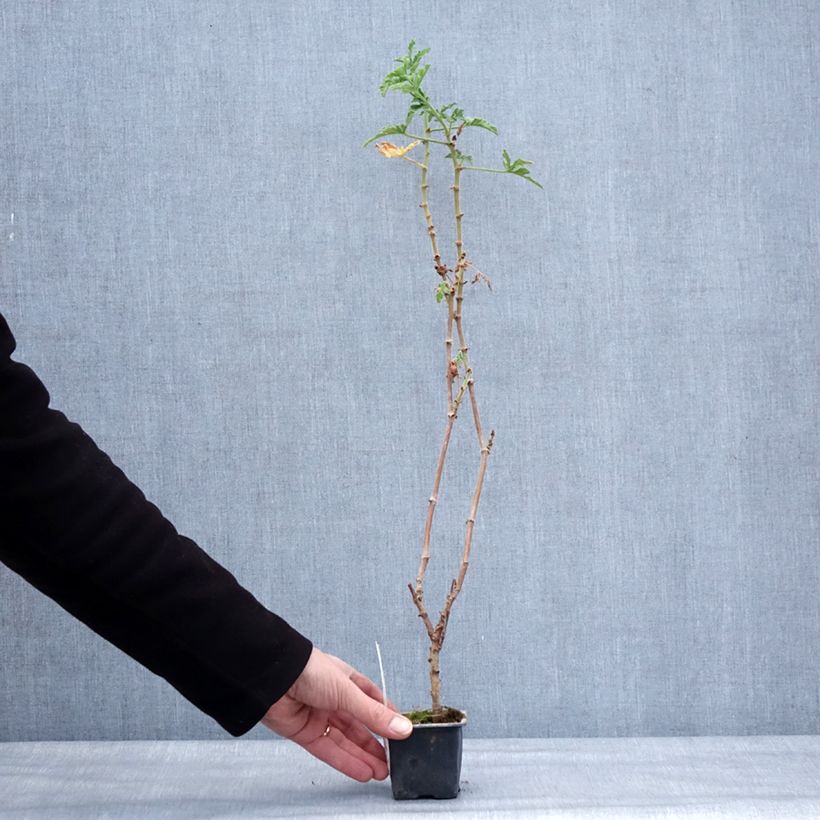 Amostra de Gerânio perfumado Robert's Lemon Rose Vaso de 8/9 cm tal como entregue no inverno