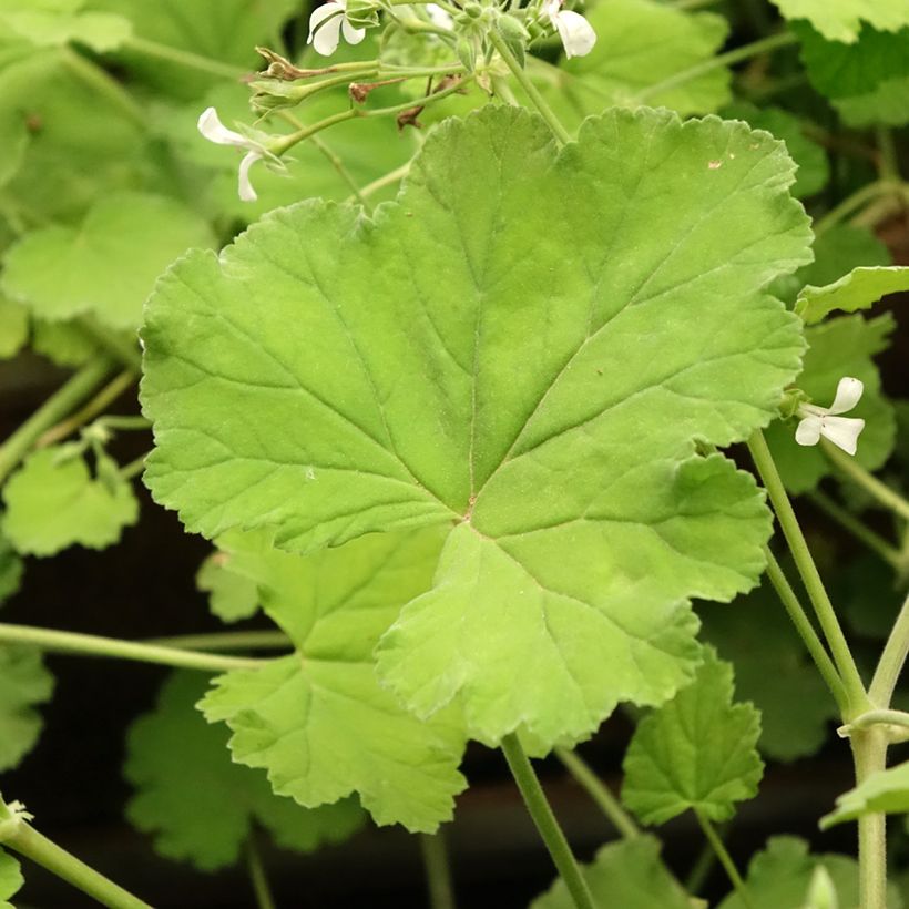 Pelargonium odoratissimum (Folhagem)
