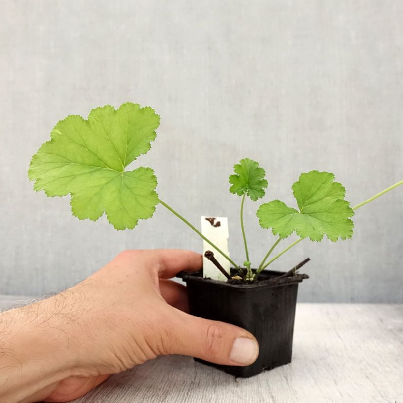 Amostra de Pelargonium odoratissimum Vaso de 8/9 cm tal como entregue no outono
