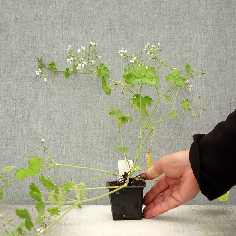 Amostra de Pelargonium odoratissimum Vaso de 8/9 cm tal como entregue no verão