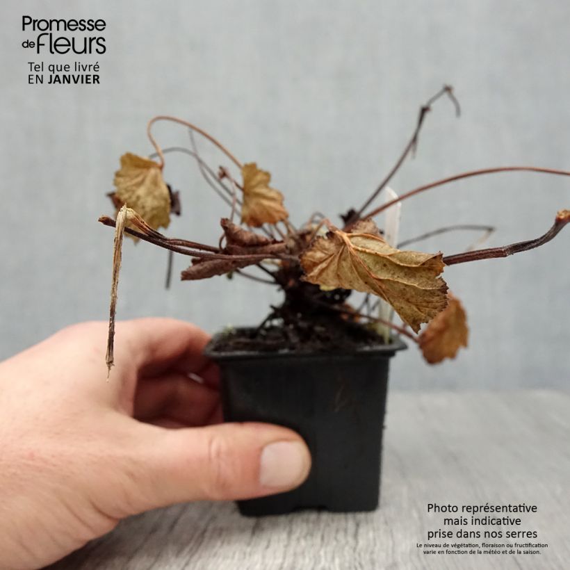 Amostra de Pelargonium odoratissimum Vaso de 8/9 cm tal como entregue no inverno