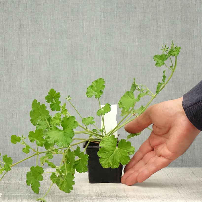 Amostra de Pelargonium odoratissimum Vaso de 8/9 cm tal como entregue na primavera