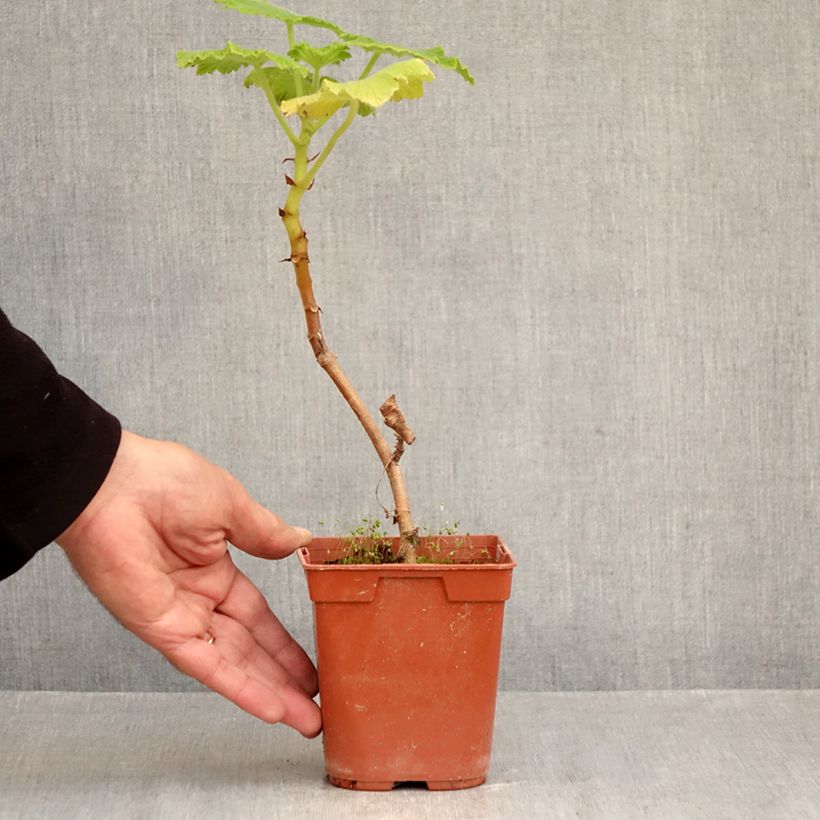 Amostra de Pelargonium papilionaceum Vaso de 1 L/1,5 L tal como entregue no outono