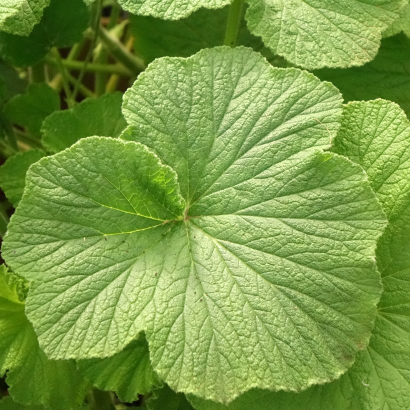 Pelargonium papilionaceum (Folhagem)