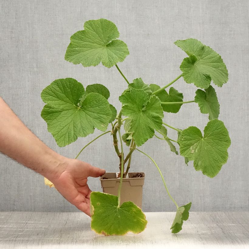 Amostra de Pelargonium papilionaceum Vaso de 1 L/1,5 L tal como entregue no verão