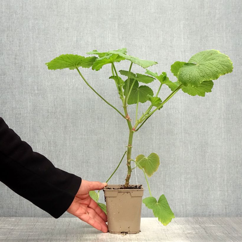 Amostra de Pelargonium papilionaceum Vaso de 1 L/1,5 L tal como entregue na primavera